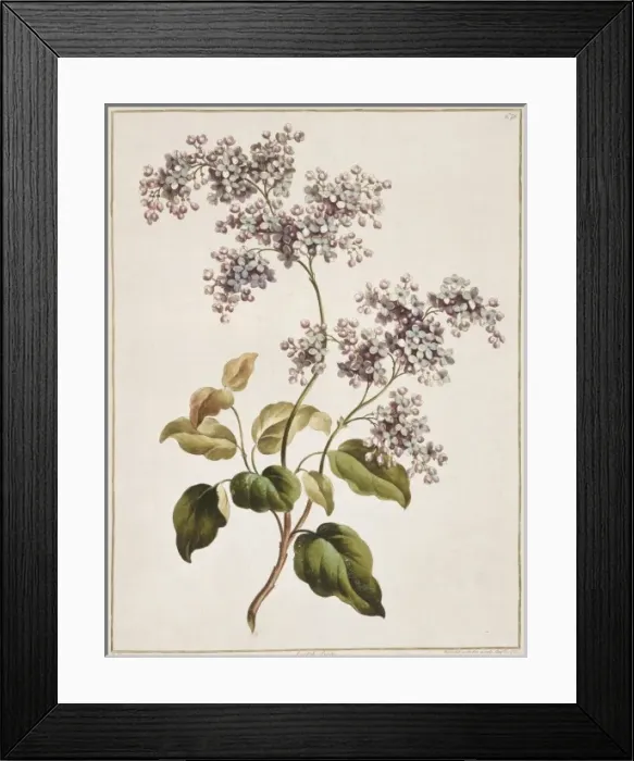 Framed Print : Syringa sp. Scotch lilac Framed Print : Syringa sp. Scotch lilac