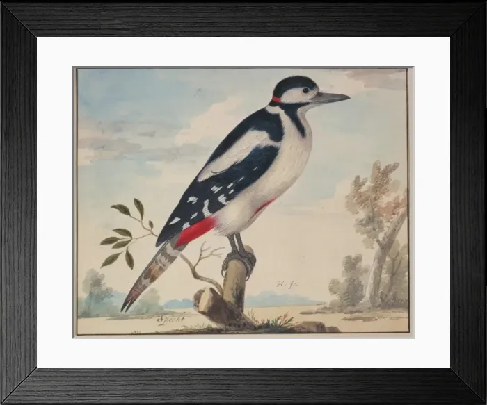 Framed Print : Picus major, great spotted woodpecker Framed Print : Picus major, great spotted woodpecker