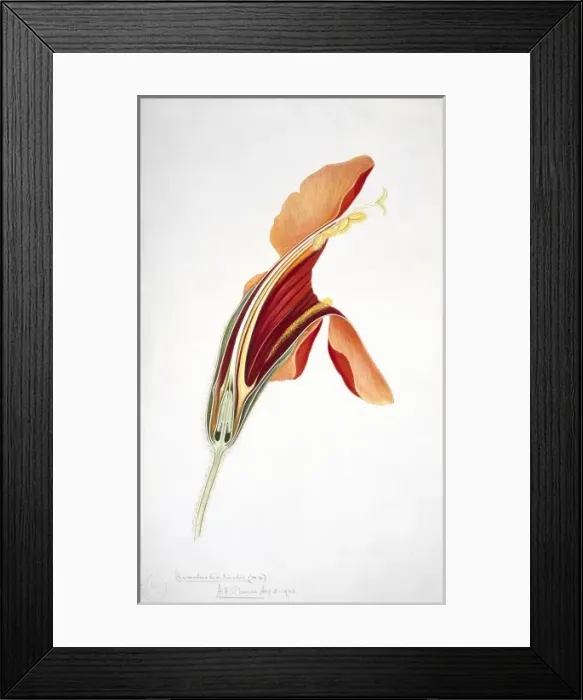 Framed Print : Mimulus cardinalis, crimson monkeyflower Framed Print : Mimulus cardinalis, crimson monkeyflower