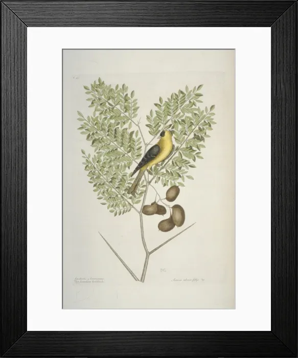 Framed Print : Carduelis tristis, American goldfinch Framed Print : Carduelis tristis, American goldfinch
