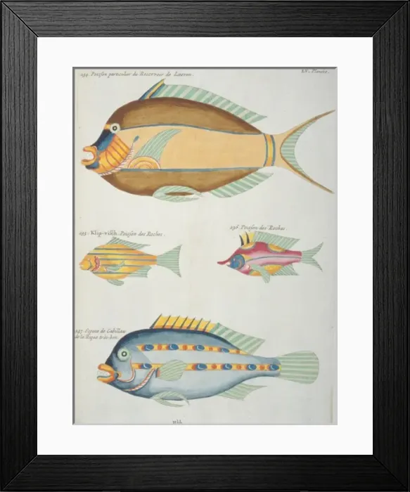 Framed Print : Colourful illustration of four fish Framed Print : Colourful illustration of four fish