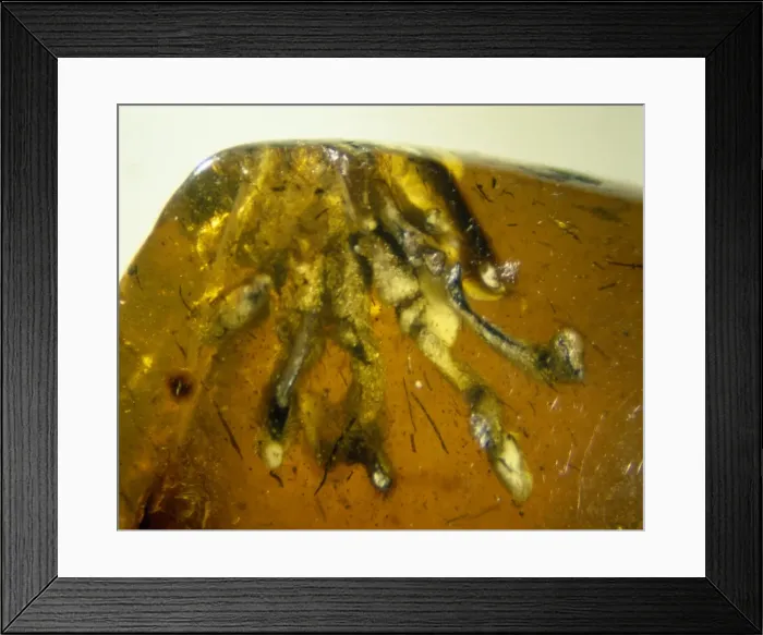 Framed Print : Isle of Wight amber Framed Print : Isle of Wight amber
