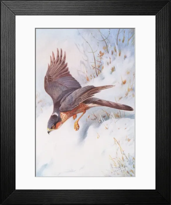 Framed Print : Accipiter nisus, Eurasian sparrowhawk Framed Print : Accipiter nisus, Eurasian sparrowhawk