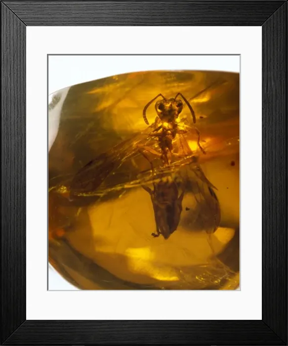 Framed Print : Social wasp in amber Framed Print : Social wasp in amber