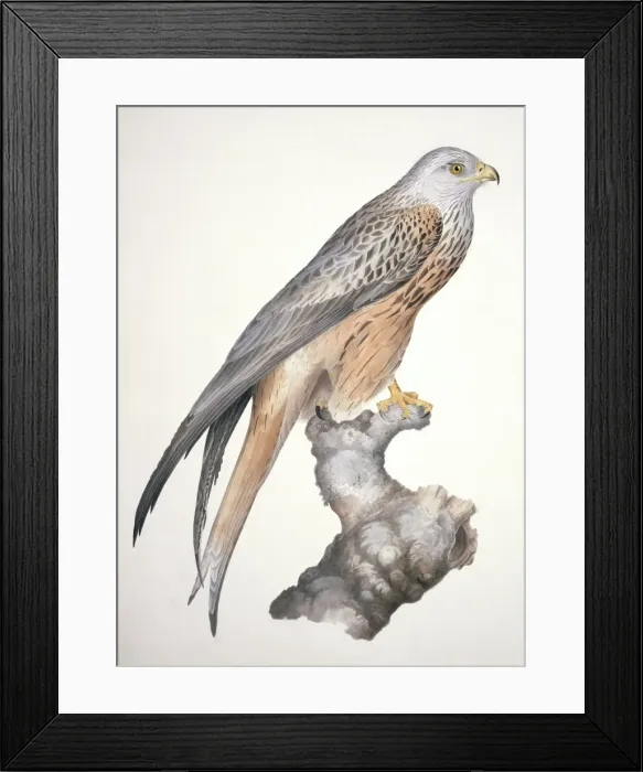 Framed Print : Milvus milvus, red kite Framed Print : Milvus milvus, red kite