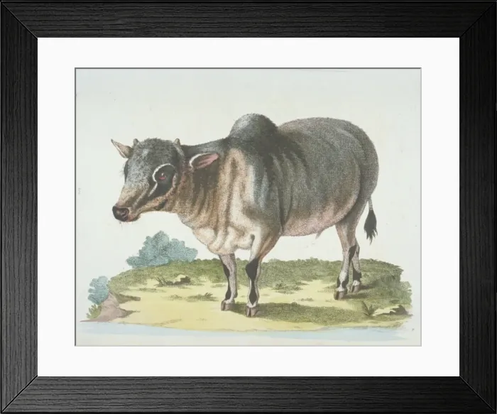 Framed Print : Bison bonasus, European bison Framed Print : Bison bonasus, European bison