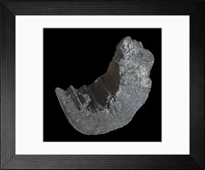 Framed Print : Charcoal. Specimen of commercial charcoal produced from wood Framed Print : Charcoal. Specimen of commercial charcoal produced from wood