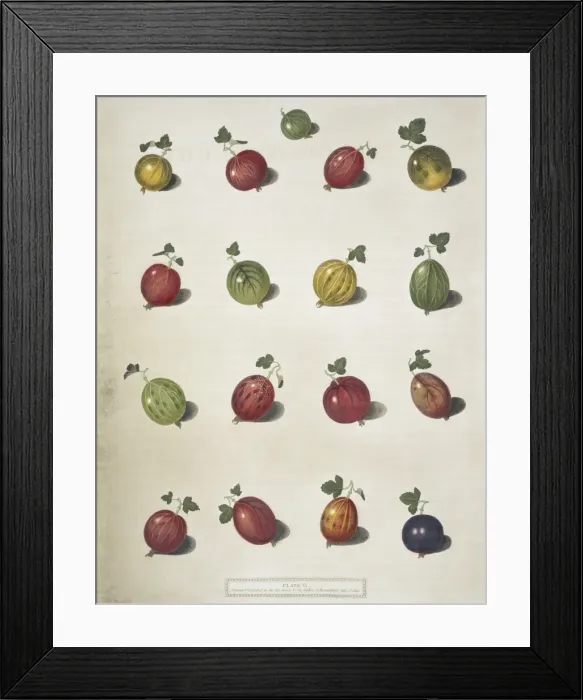 Framed Print : Sixteen varieties of gooseberries Framed Print : Sixteen varieties of gooseberries