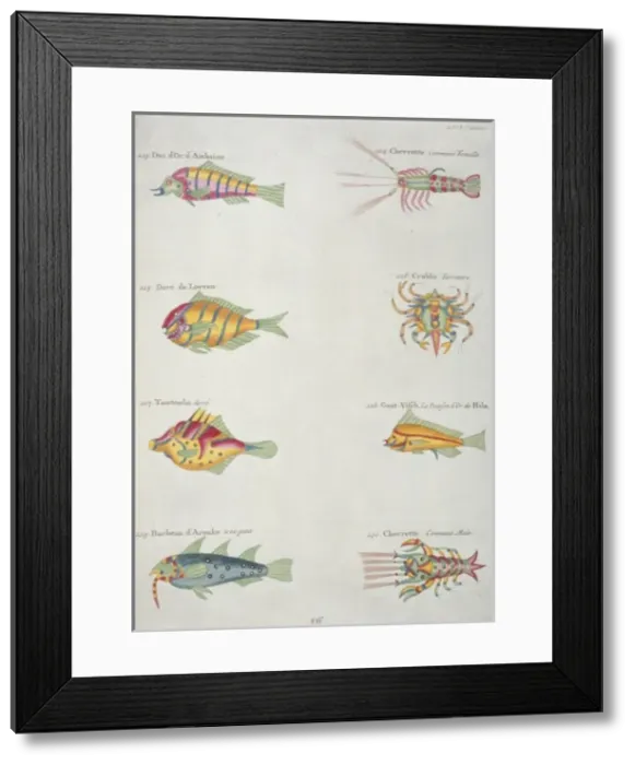 Framed Print : Colourful illustration of five fish, two lobsters and a crab Framed Print : Colourful illustration of five fish, two lobsters and a crab