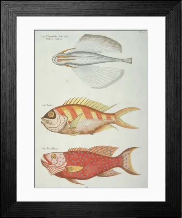 Framed Print : Colourful illustration of three fish Framed Print : Colourful illustration of three fish