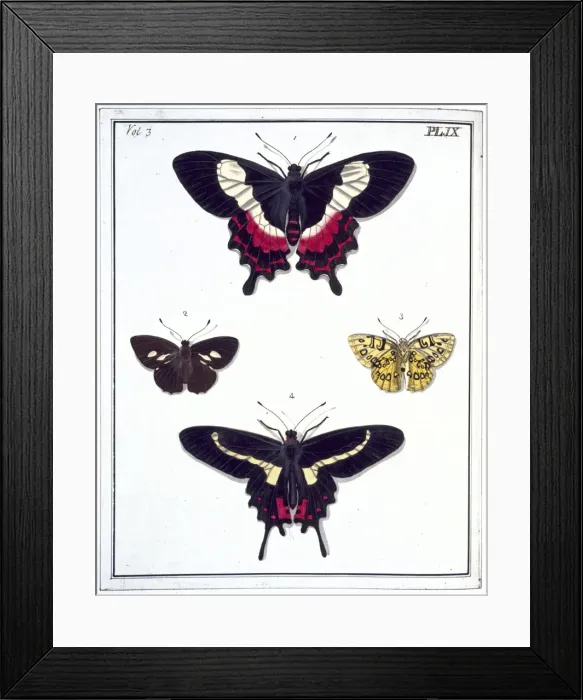 Framed Print : Four butterflies Framed Print : Four butterflies