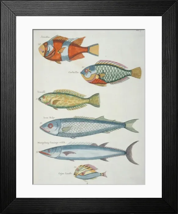 Framed Print : Colourful illustration of six fish Framed Print : Colourful illustration of six fish