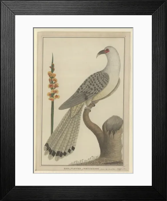 Framed Print : Scythrops novaehollandiae, channel-billed cuckoo Framed Print : Scythrops novaehollandiae, channel-billed cuckoo