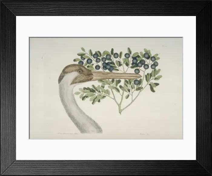 Framed Print : Grus americana, whooping crane Framed Print : Grus americana, whooping crane