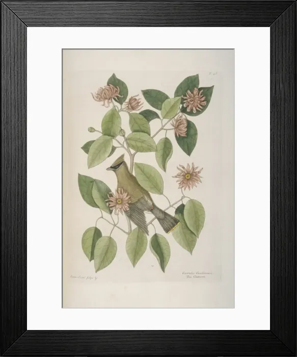 Framed Print : Bombycilla garrulus, Bohemian waxwing Framed Print : Bombycilla garrulus, Bohemian waxwing