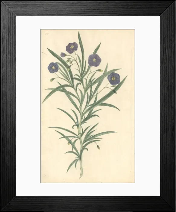 Framed Print : Plant Illustration Framed Print : Plant Illustration