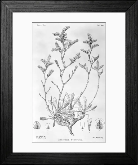 Framed Print : Limonium recurvum, sea lavendar Framed Print : Limonium recurvum, sea lavendar