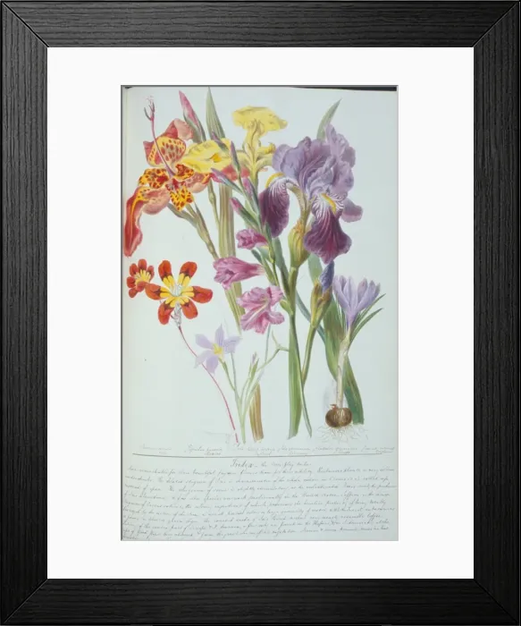 Framed Print : Gladiolus sp. corn flag Framed Print : Gladiolus sp. corn flag