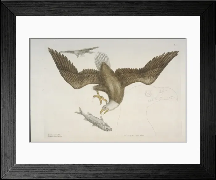 Framed Print : Haliaeetus leucocephalus, bald eagle Framed Print : Haliaeetus leucocephalus, bald eagle