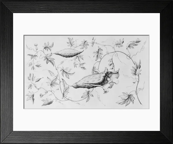 Framed Print : Momordica charantia, balsam pear or African cucumber Framed Print : Momordica charantia, balsam pear or African cucumber