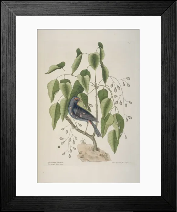Framed Print : Carpodacus purpureus, purple finch Framed Print : Carpodacus purpureus, purple finch