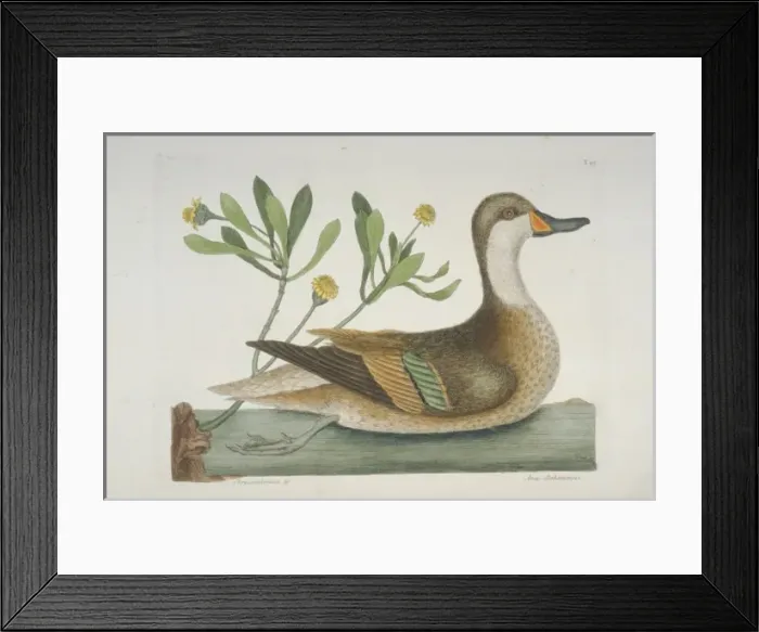 Framed Print : Anas bahamensis, white-cheeked pintail