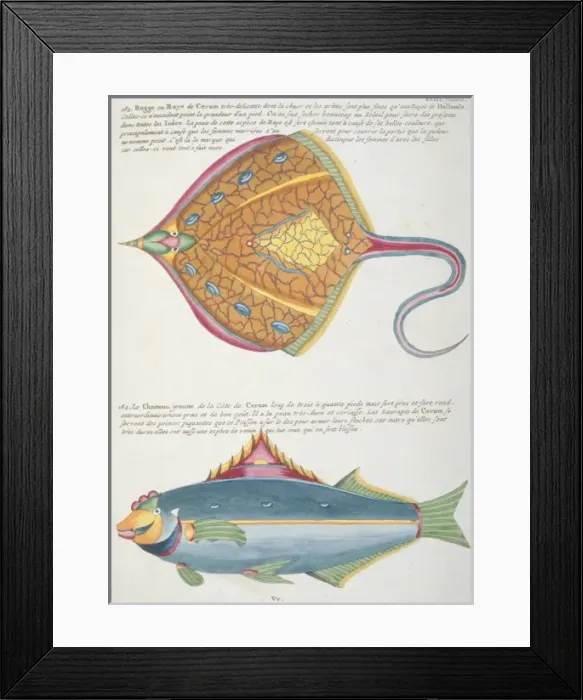 Framed Print : Colourful illustration of a fish and a ray Framed Print : Colourful illustration of a fish and a ray