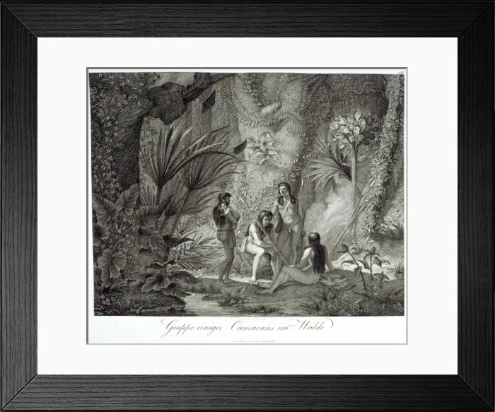 Framed Print : Gruppe einiger Camacans im Walde Framed Print : Gruppe einiger Camacans im Walde
