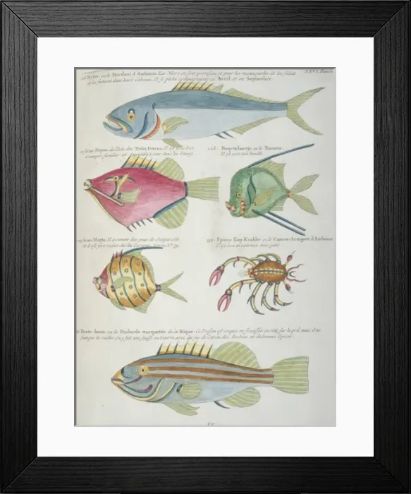 Framed Print : Colourful illustration of five fish and a crustacean Framed Print : Colourful illustration of five fish and a crustacean
