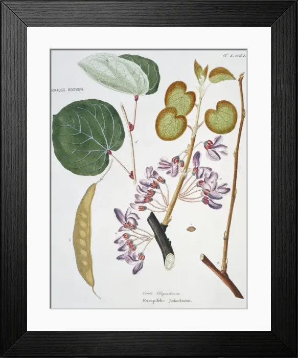 Framed Print : Cercis siliquastrum, Judas tree Framed Print : Cercis siliquastrum, Judas tree