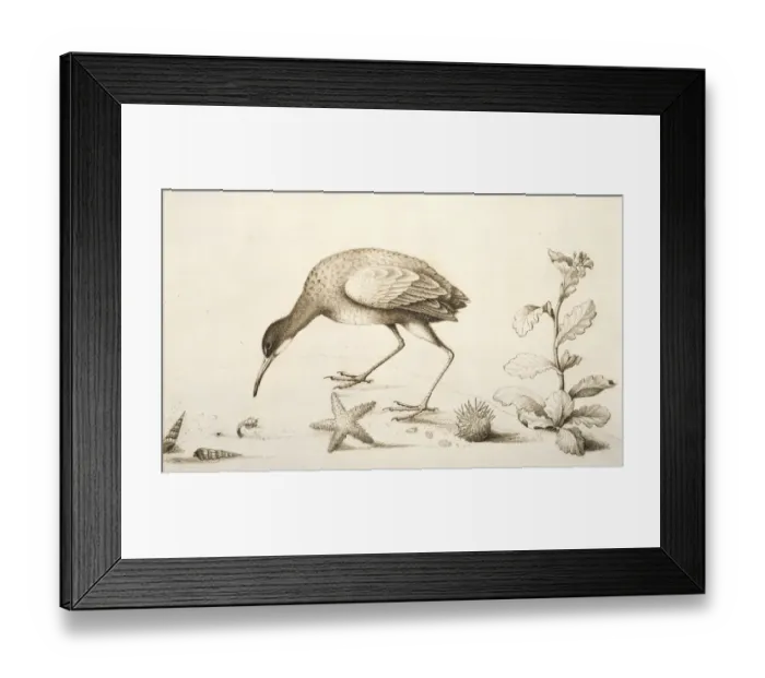 Framed Print : Aramus guarauna pictus, limpkin Framed Print : Aramus guarauna pictus, limpkin