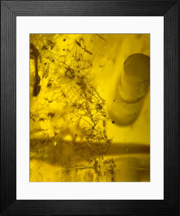 Framed Print : Baltic amber Framed Print : Baltic amber
