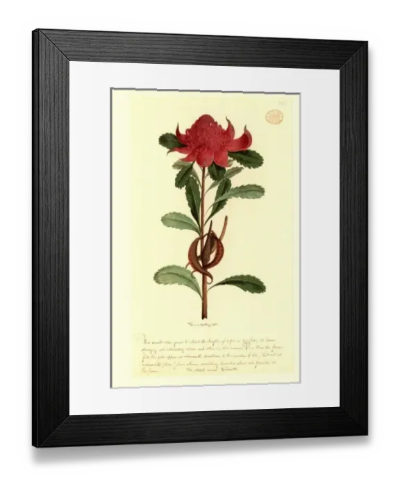Framed Print : Telopea speciosissima, waratah Framed Print : Telopea speciosissima, waratah