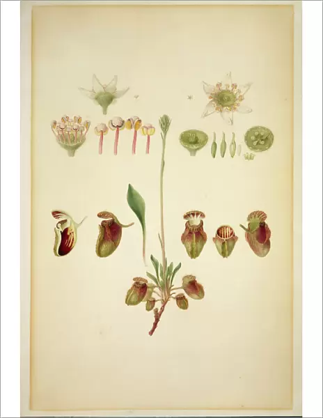 Cephalotus follicularis, Australian pitcher plant