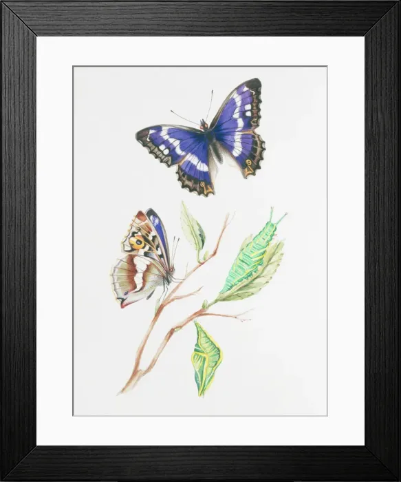 Framed Print : Apatura iris, purple emperor Framed Print : Apatura iris, purple emperor