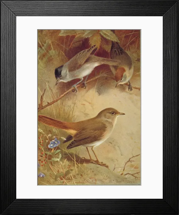 Framed Print : Sylvia atricapilla, blackcap, Luscinia megarhynchos, common Framed Print : Sylvia atricapilla, blackcap, Luscinia megarhynchos, common