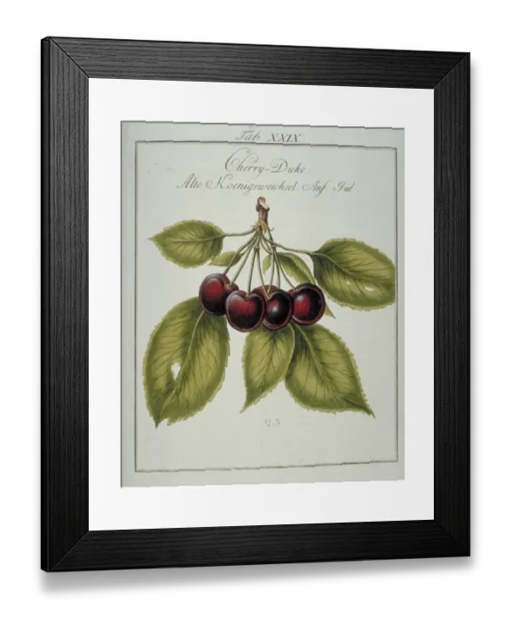 Framed Print : Prunus gondouinii, duke cherry Framed Print : Prunus gondouinii, duke cherry
