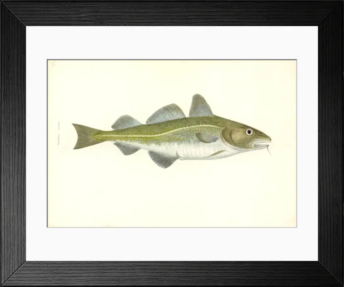 Framed Print : Gadus morhua, cod Framed Print : Gadus morhua, cod