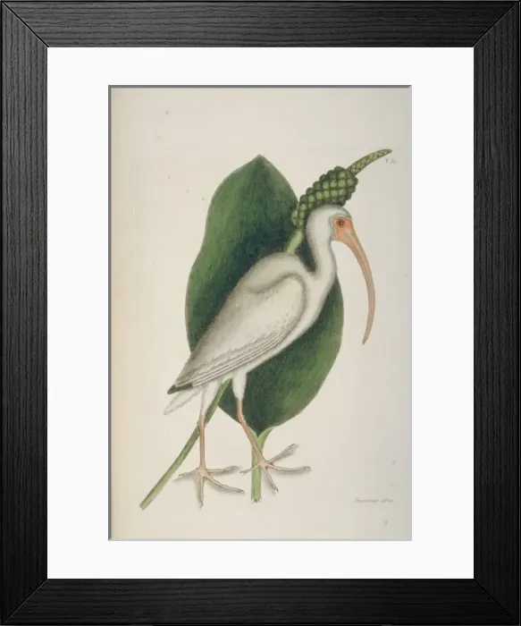 Framed Print : Eudocimus albus, white ibis Framed Print : Eudocimus albus, white ibis