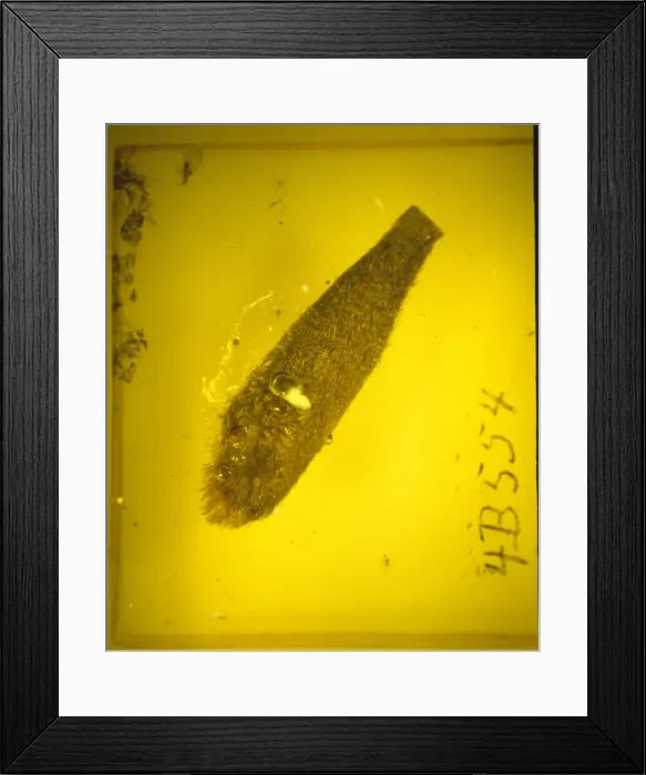 Framed Print : Quercus bract in baltic amber Framed Print : Quercus bract in baltic amber