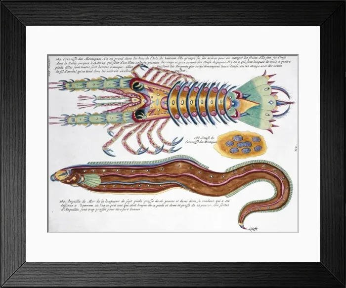 Framed Print : Colourful illustration of an eel and a crustacean Framed Print : Colourful illustration of an eel and a crustacean