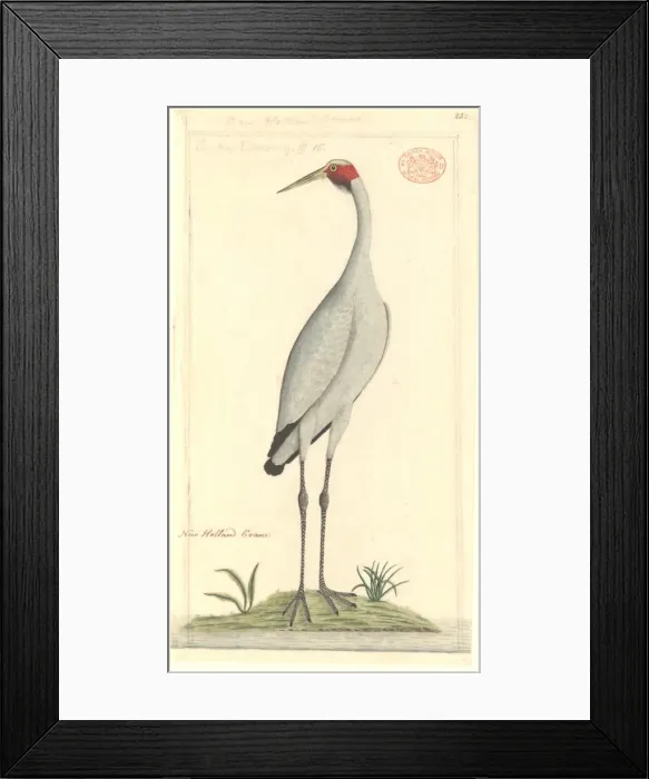 Framed Print : Grus rubicunda, brolga Framed Print : Grus rubicunda, brolga