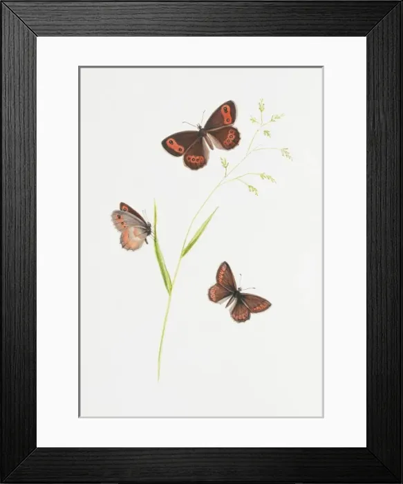 Framed Print : Erebia aethiops, scotch argus butterfly Framed Print : Erebia aethiops, scotch argus butterfly