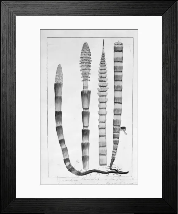 Framed Print : Equisetum fluviatile, water horsetail