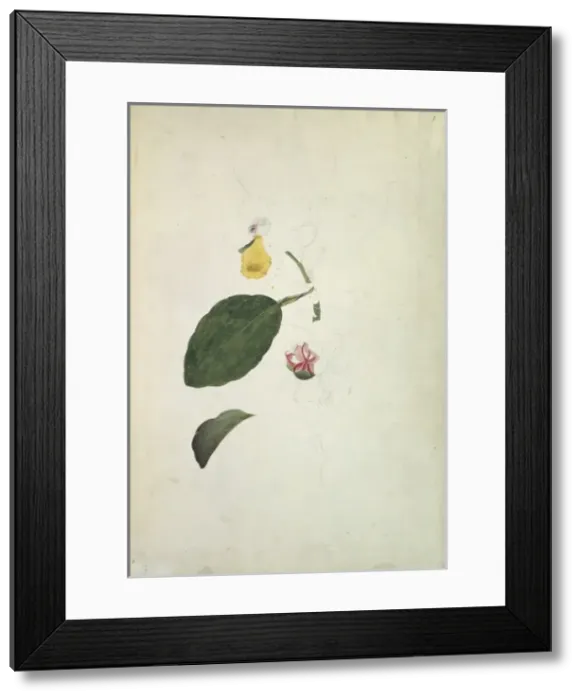 Framed Print : Dillenia alata, golden guinea tree Framed Print : Dillenia alata, golden guinea tree
