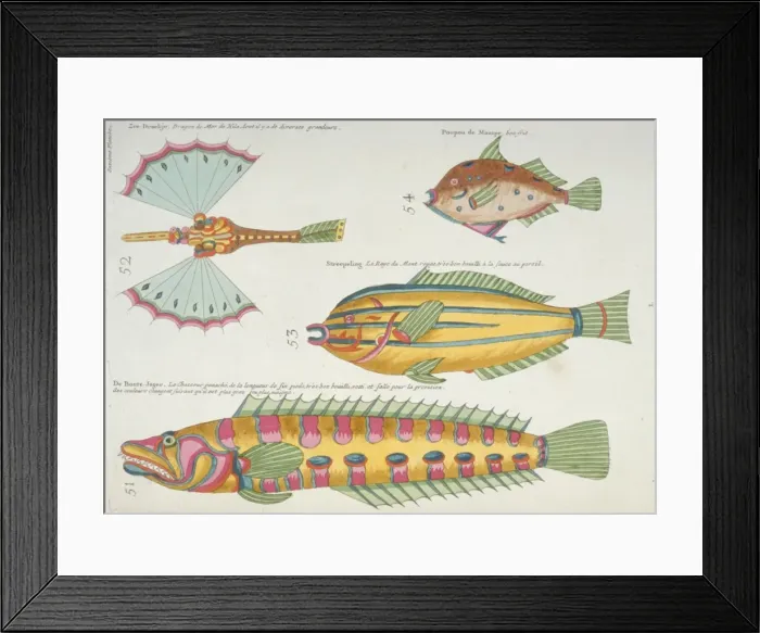 Framed Print : Colourful illustration of four fish Framed Print : Colourful illustration of four fish