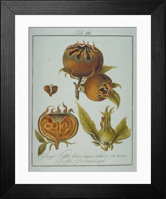 Framed Print : Mespilus sp. large black medlar Framed Print : Mespilus sp. large black medlar