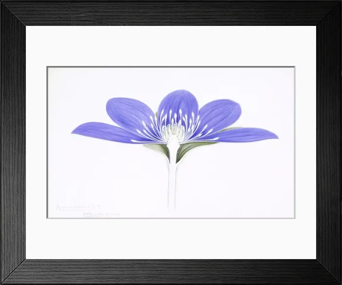 Framed Print : Anemone hepatica, liverleaf Framed Print : Anemone hepatica, liverleaf
