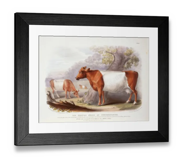 Framed Print : Bos taurus, cattle Framed Print : Bos taurus, cattle