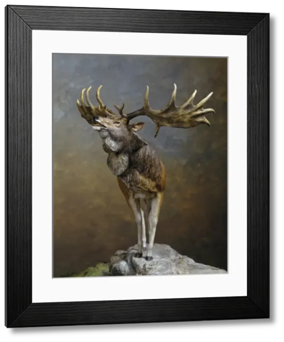 Framed Print : Megaloceros gigantius, giant deer Framed Print : Megaloceros gigantius, giant deer